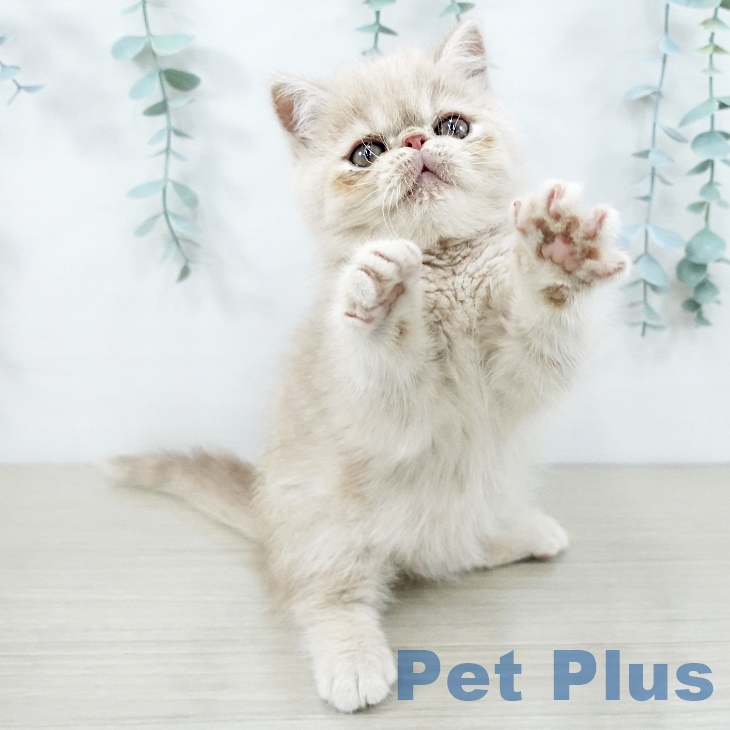 埼玉県のエキゾチック (ペットプラス 羽生店/2025年9月3日生まれ/男の子/クリームタビー)の子猫の1枚目の画像