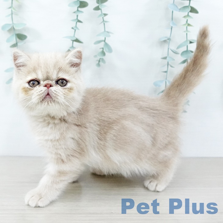 埼玉県のエキゾチック (ペットプラス 羽生店/2025年9月3日生まれ/男の子/クリームタビー)の子猫の2枚目の画像