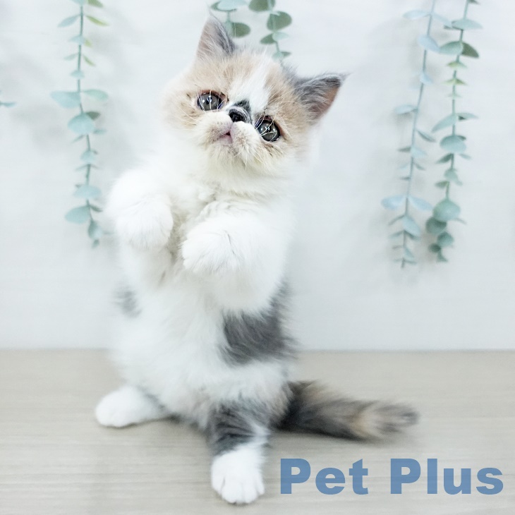 エキゾチックの写真2