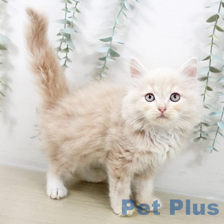 福岡県のラガマフィン (ペットプラス 香椎浜店/2025年9月4日生まれ/男の子/クリームタビー)の子猫の1枚目の画像