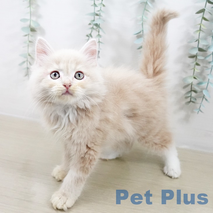 福岡県のラガマフィン (ペットプラス 香椎浜店/2025年9月4日生まれ/男の子/クリームタビー)の子猫の2枚目の画像