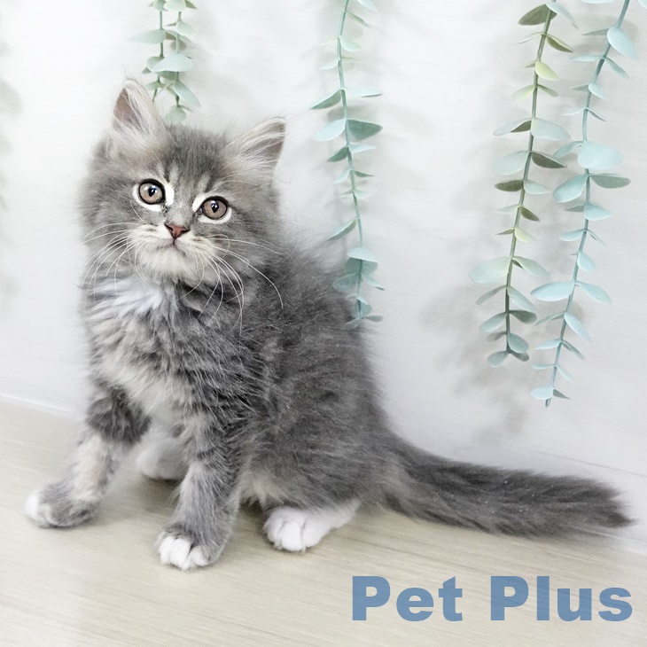 福岡県のラガマフィン (ペットプラス 香椎浜店/2025年9月4日生まれ/男の子/ブルータビーホワイト)の子猫の1枚目の画像