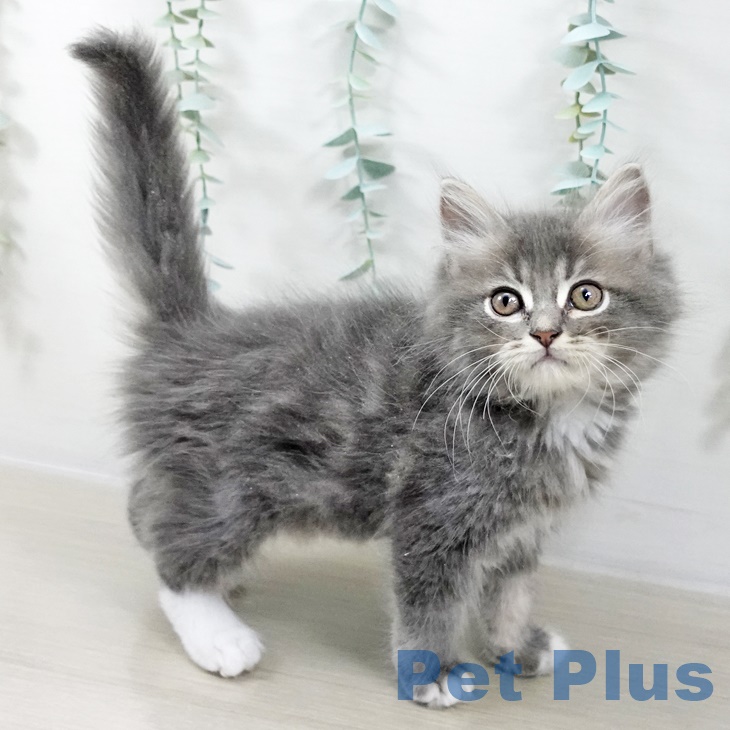 福岡県のラガマフィン (ペットプラス 香椎浜店/2025年9月4日生まれ/男の子/ブルータビーホワイト)の子猫の2枚目の画像