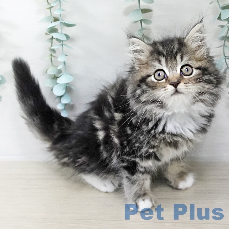 長野県のラガマフィン (ペットプラス 松本店/2025年9月5日生まれ/女の子/ブラウンタビーホワイト)の子猫の1枚目の画像