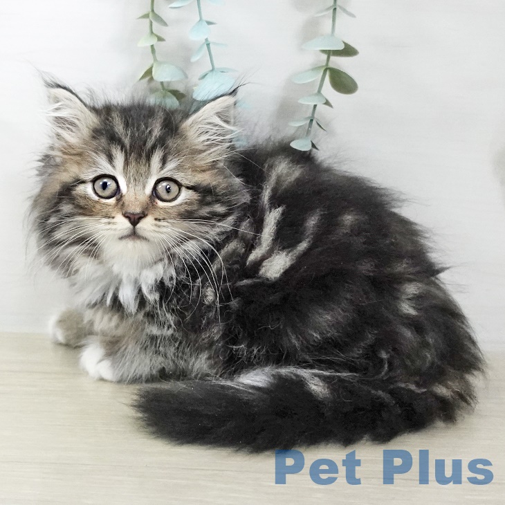 長野県のラガマフィン (ペットプラス 松本店/2025年9月5日生まれ/女の子/ブラウンタビーホワイト)の子猫の2枚目の画像