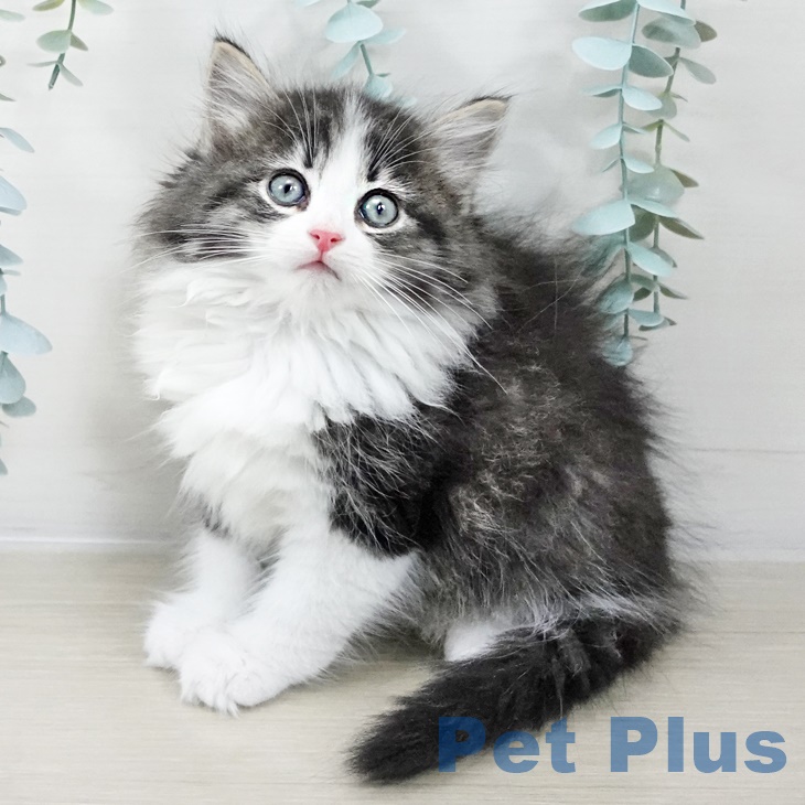 埼玉県のノルウェージャンフォレストキャット (ペットプラス 与野店/2025年9月5日生まれ/女の子/ブラウンタビーホワイト)の子猫の1枚目の画像