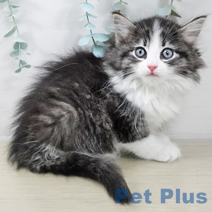 埼玉県のノルウェージャンフォレストキャット (ペットプラス 与野店/2025年9月5日生まれ/女の子/ブラウンタビーホワイト)の子猫の2枚目の画像