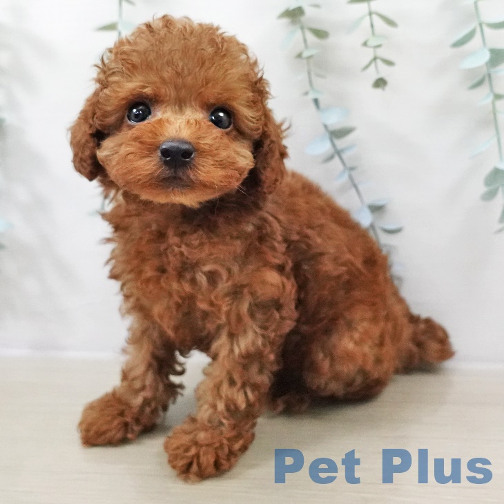 トイ・プードル