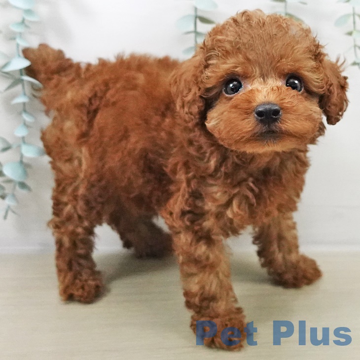 トイ・プードル