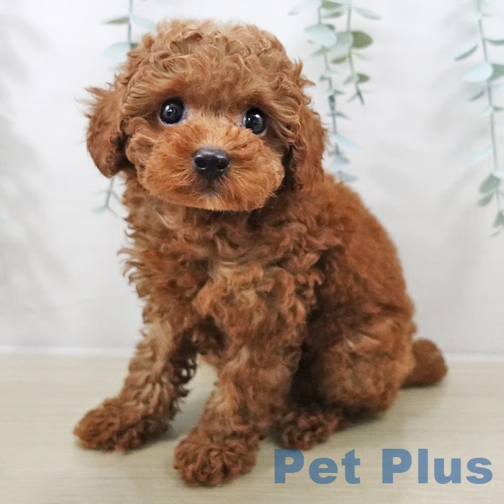 埼玉県のトイプードル(トイ) (ペットプラス ららぽーと富士見店/2025年9月5日生まれ/女の子/レッド)の子犬の1枚目の画像