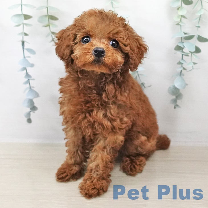 トイ・プードル