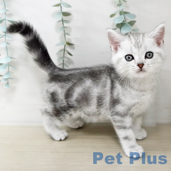 アメリカンショートヘア