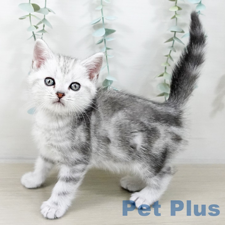 アメリカンショートヘア