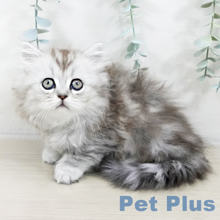 福岡県のミヌエット (ペットプラス ららぽーと福岡店/2025年9月2日生まれ/女の子/シルバータビー)の子猫の1枚目の画像