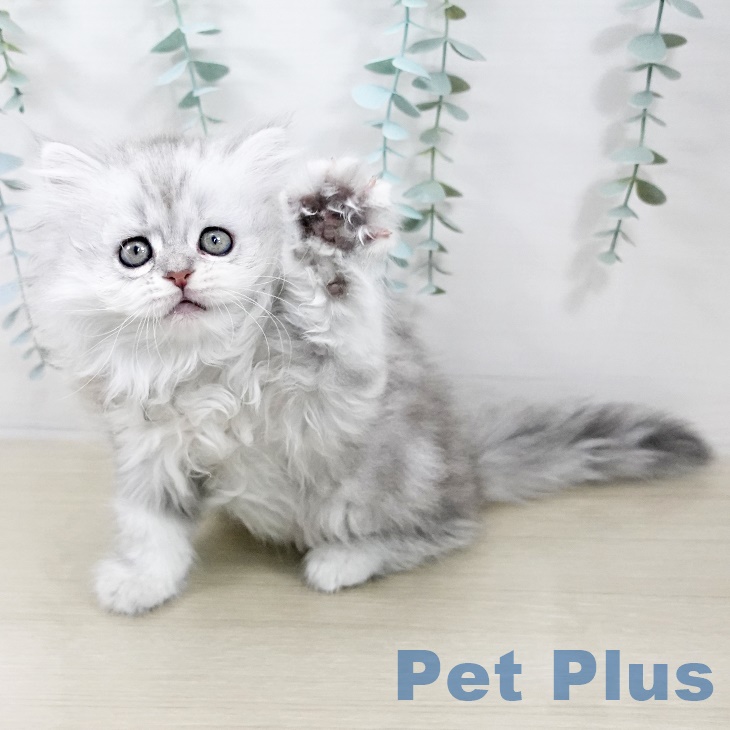 熊本県のミヌエット (ペットプラス 熊本店/2025年9月2日生まれ/女の子/シルバータビー)の子猫