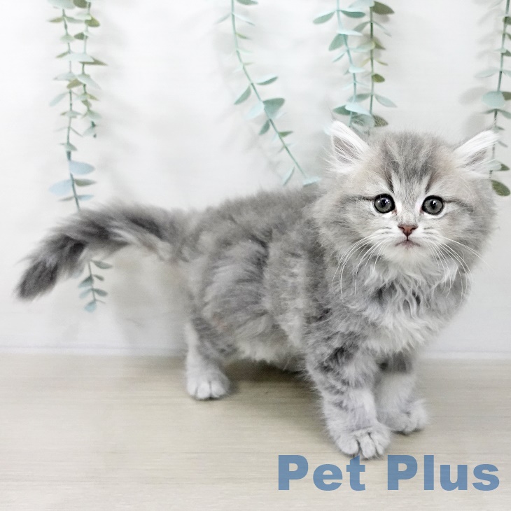 ミヌエットの写真2