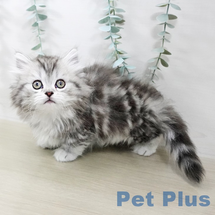 福岡県のミヌエット (ペットプラス 八幡東店/2025年9月4日生まれ/女の子/シルバータビー)の子猫の1枚目の画像