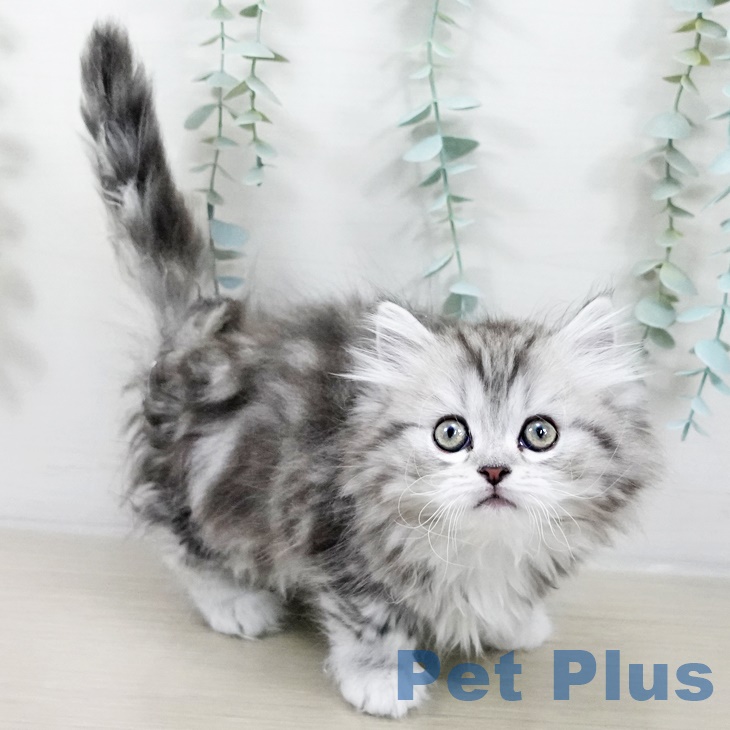 福岡県のミヌエット (ペットプラス 八幡東店/2025年9月4日生まれ/女の子/シルバータビー)の子猫の2枚目の画像