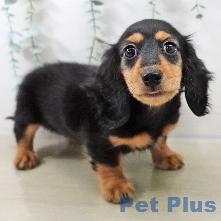 ミニチュア・ダックスフンド