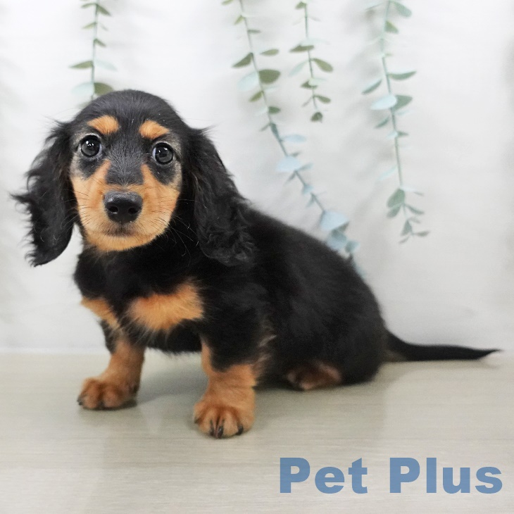 ミニチュア・ダックスフンドの写真2