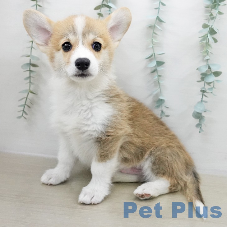 ウェルシュ・コーギー・ペンブローク