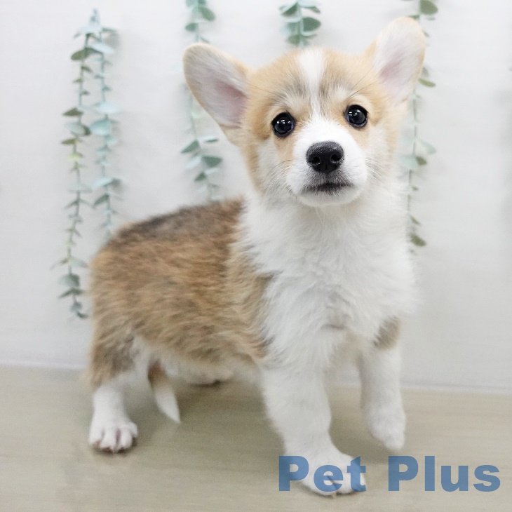 ウェルシュ・コーギー・ペンブロークの写真2