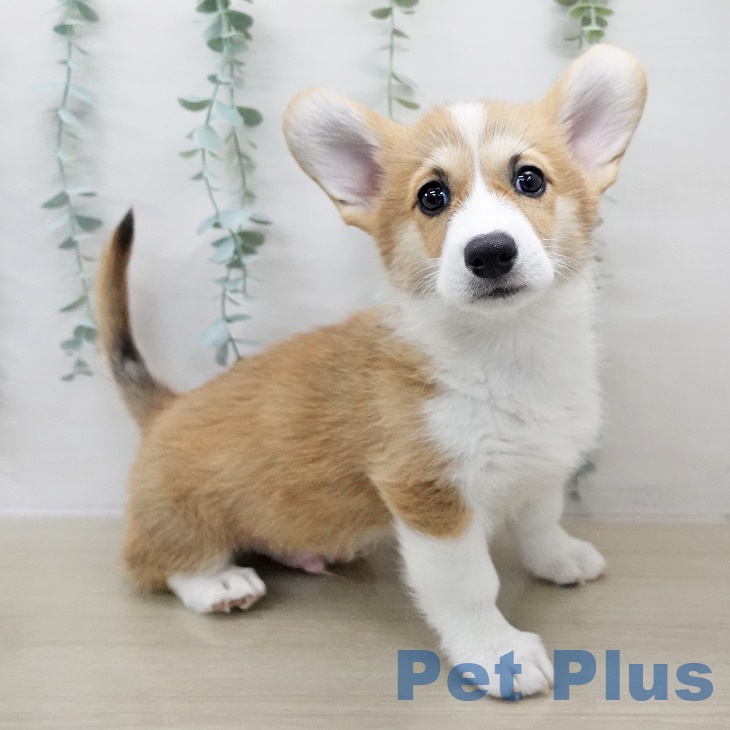 ウェルシュ・コーギー・ペンブローク