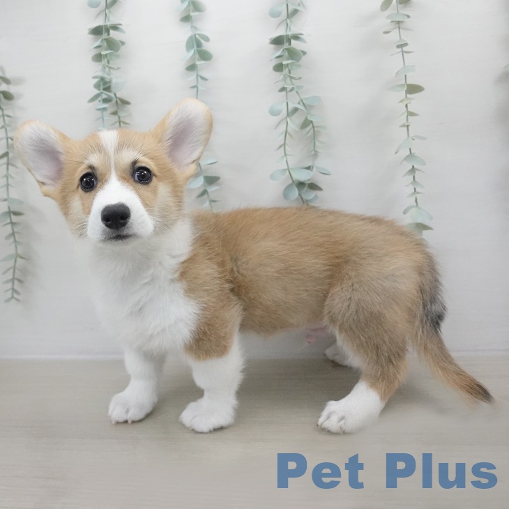 ウェルシュ・コーギー・ペンブロークの写真2