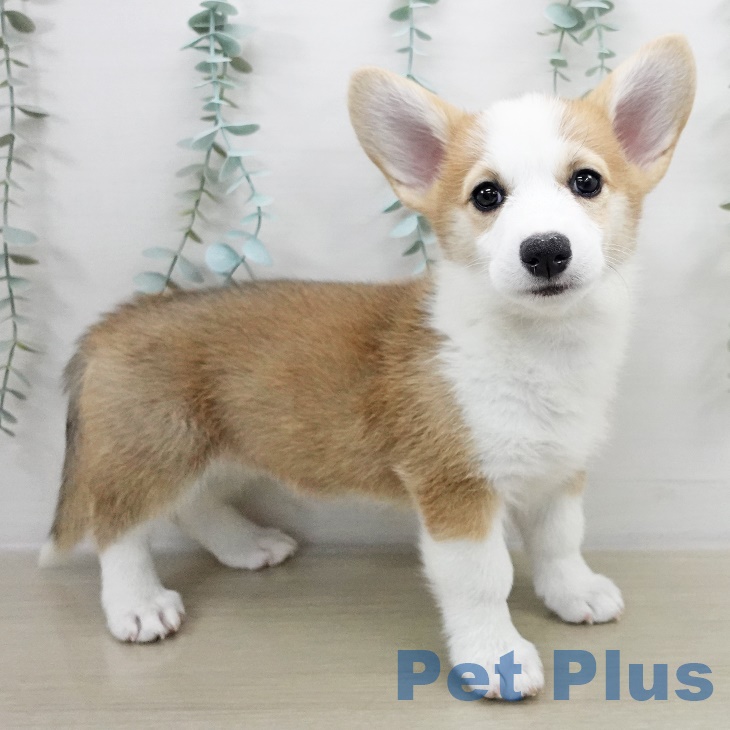 ウェルシュ・コーギー・ペンブローク