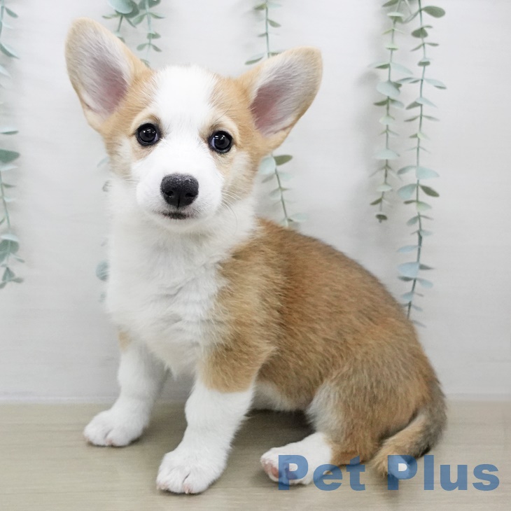 ウェルシュ・コーギー・ペンブローク