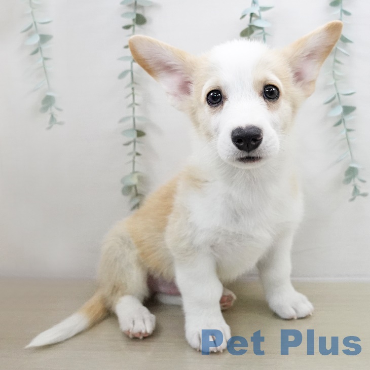 ウェルシュ・コーギー・ペンブローク