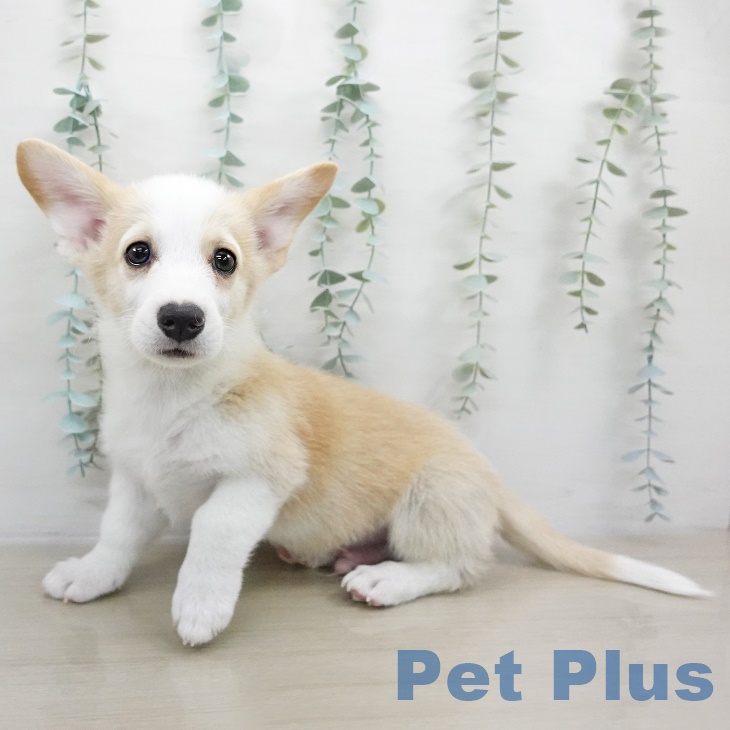 ウェルシュ・コーギー・ペンブローク