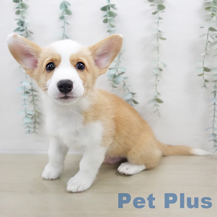 埼玉県のウェルシュコーギーペンブローク (ペットプラス ららぽーと新三郷店/2025年9月4日生まれ/男の子/レッドホワイト)の子犬の1枚目の画像