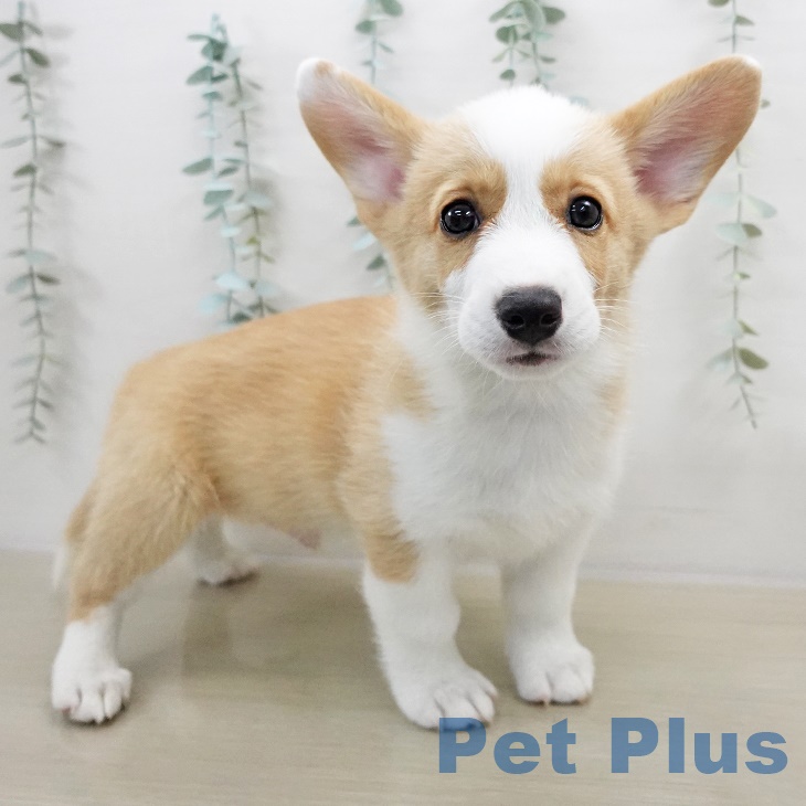 埼玉県のウェルシュコーギーペンブローク (ペットプラス ららぽーと新三郷店/2025年9月4日生まれ/男の子/レッドホワイト)の子犬の2枚目の画像