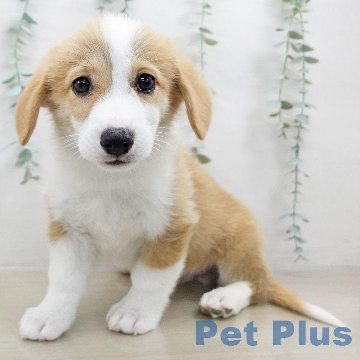 ウェルシュ・コーギー・ペンブローク