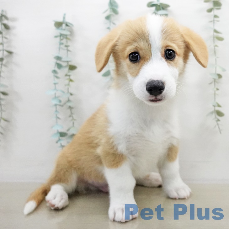 ウェルシュ・コーギー・ペンブローク