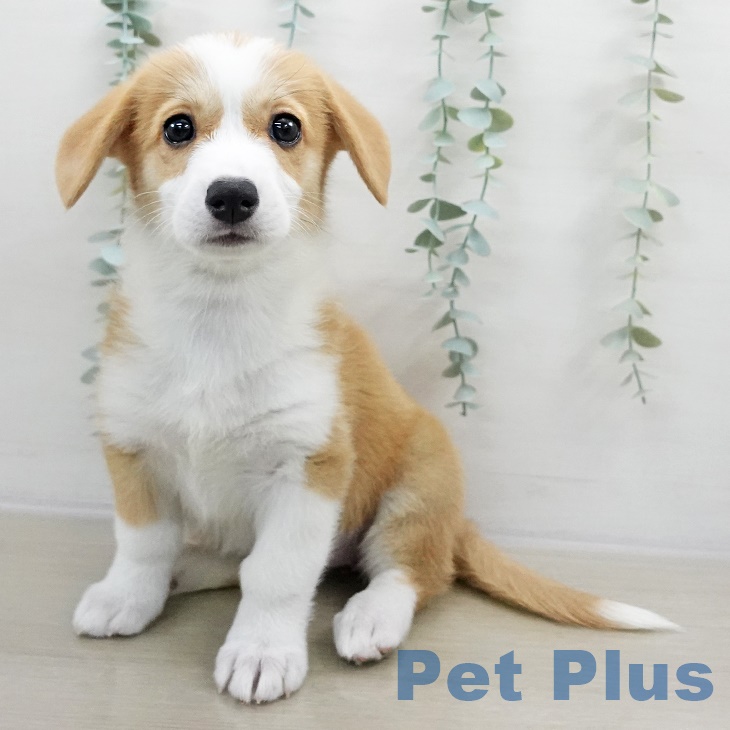 ウェルシュ・コーギー・ペンブローク