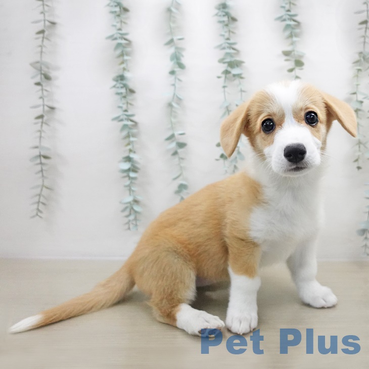 ウェルシュ・コーギー・ペンブロークの写真2