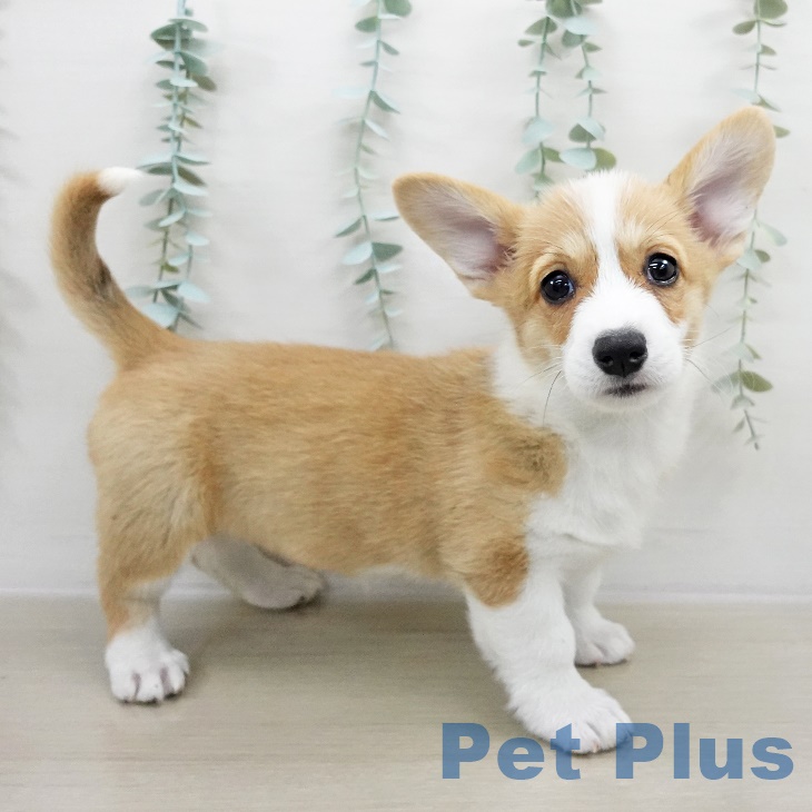 ウェルシュ・コーギー・ペンブローク