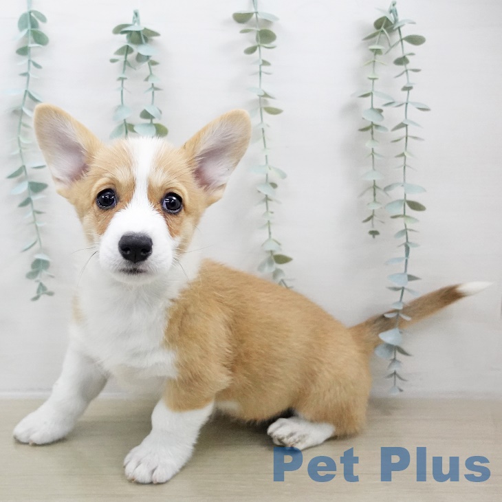 ウェルシュ・コーギー・ペンブローク