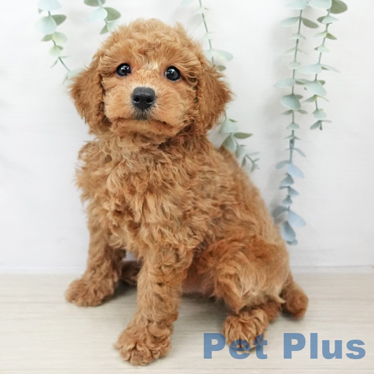 埼玉県のトイプードル(トイ) (ペットプラス 所沢店/2025年9月6日生まれ/男の子/レッド)の子犬の1枚目の画像