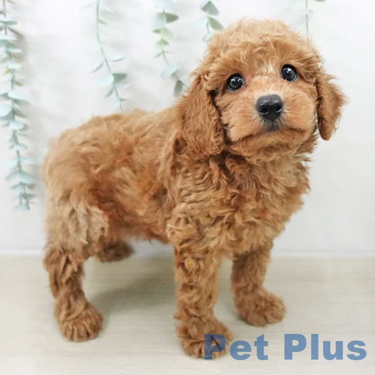 埼玉県のトイプードル(トイ) (ペットプラス 所沢店/2025年9月6日生まれ/男の子/レッド)の子犬の2枚目の画像