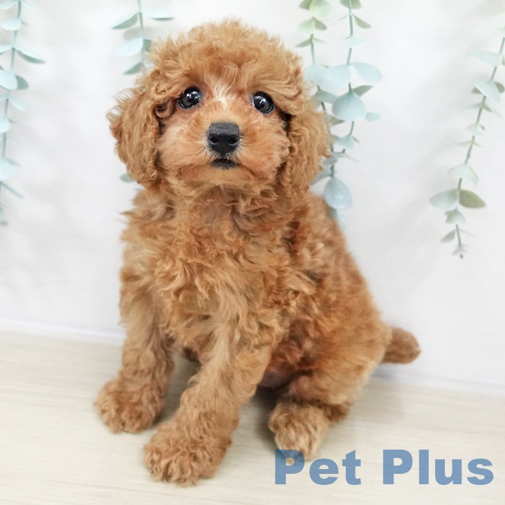 茨城県のトイプードル(トイ) (ペッツワン つくば店/2025年9月6日生まれ/女の子/レッド)の子犬の1枚目の画像