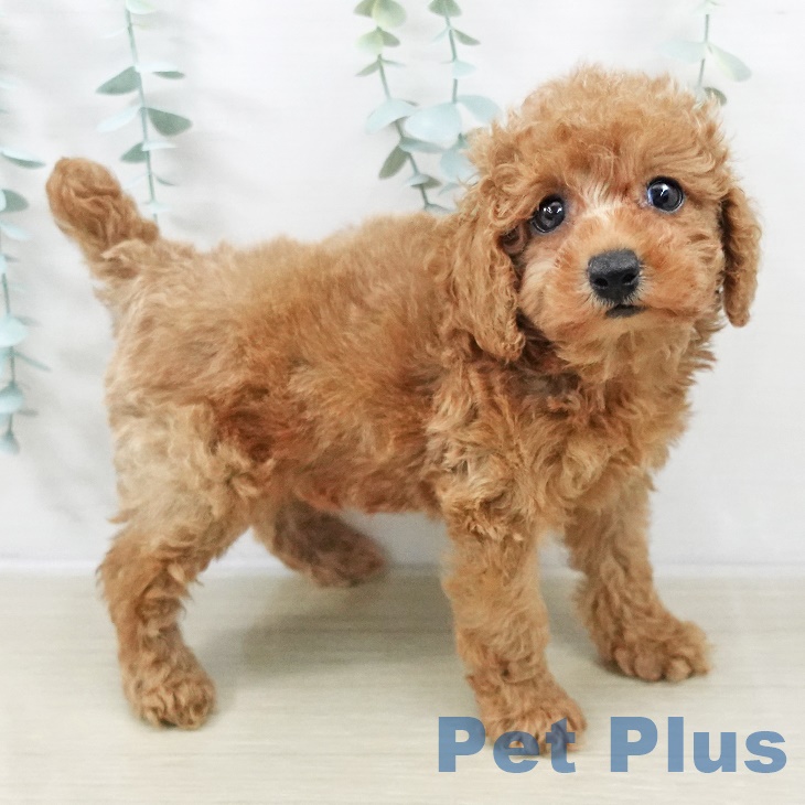 茨城県のトイプードル(トイ) (ペッツワン つくば店/2025年9月6日生まれ/女の子/レッド)の子犬の2枚目の画像