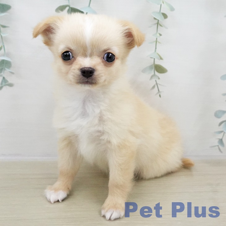 群馬県のチワワ(ロング) (ペットプラス 前橋店/2025年9月7日生まれ/男の子/クリームホワイト)の子犬の1枚目の画像