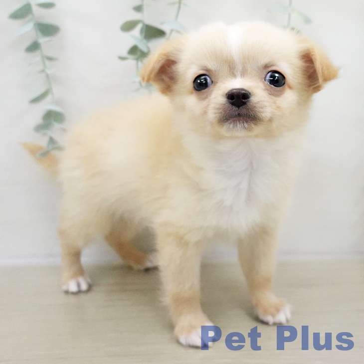 群馬県のチワワ(ロング) (ペットプラス 前橋店/2025年9月7日生まれ/男の子/クリームホワイト)の子犬の2枚目の画像