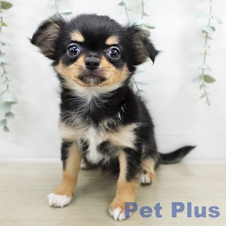 千葉県のチワワ(ロング) (ペットプラス 柏店/2025年9月7日生まれ/女の子/ブラックタンホワイト)の子犬の1枚目の画像