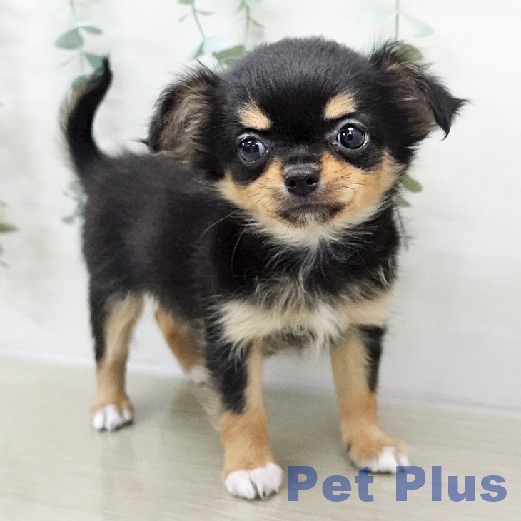 千葉県のチワワ(ロング) (ペットプラス 柏店/2025年9月7日生まれ/女の子/ブラックタンホワイト)の子犬の2枚目の画像