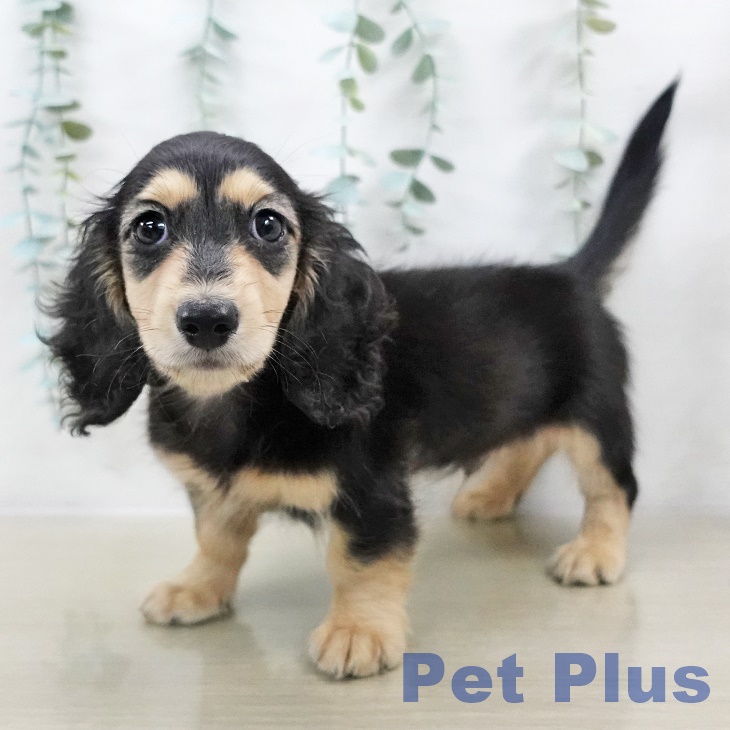 ミニチュア・ダックスフンド