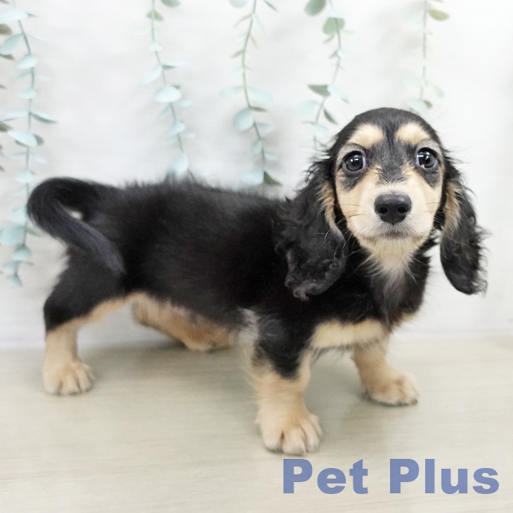 ミニチュア・ダックスフンド